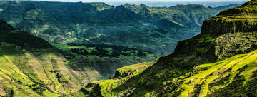 Coffee: The Original Nootropic